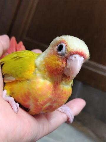 ウロコインコ