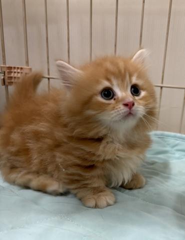 マンチカン短足