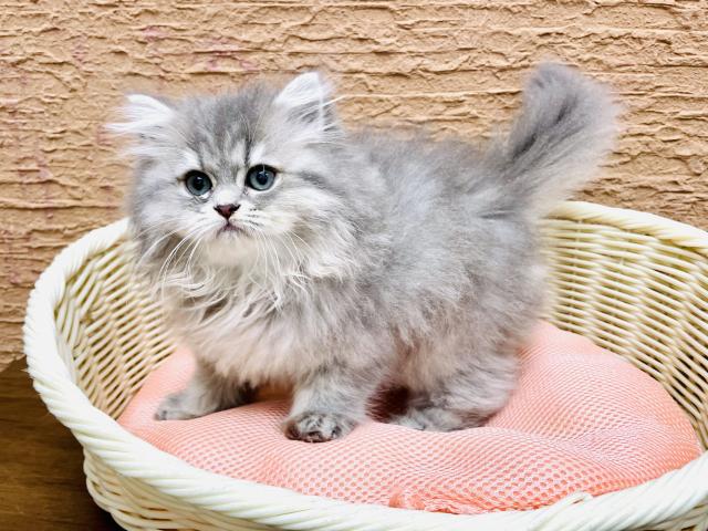 ペルシャ・ヒマラヤン