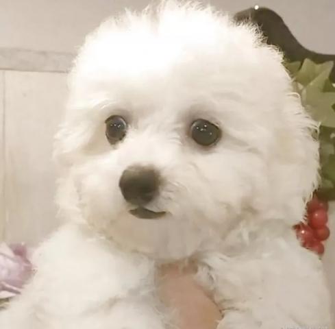 ビションフリーゼ