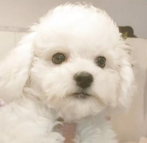 ビションフリーゼ