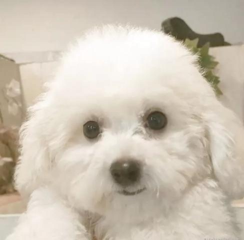 ビションフリーゼ