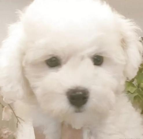 ビションフリーゼ