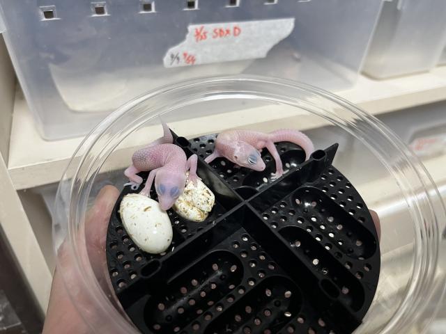 レオパードゲッコー（ヒョウモントカゲモドキ）