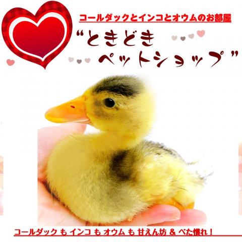 コールダック🐤