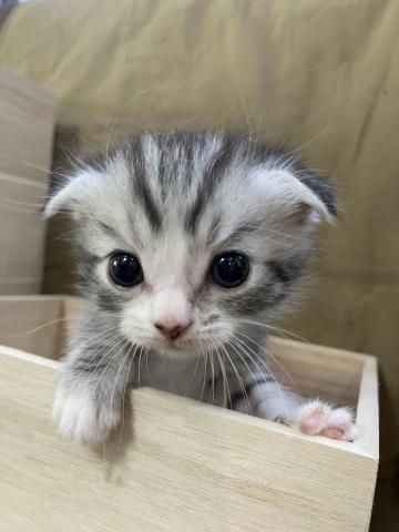 スコティッシュフォールド
