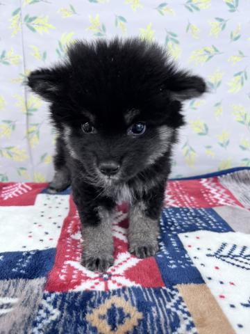 柴犬
