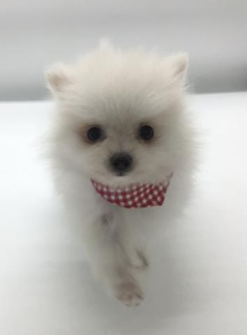 ポメラニアン