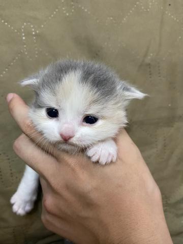 スコティッシュフォールド