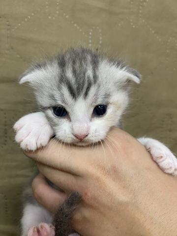 スコティッシュフォールド