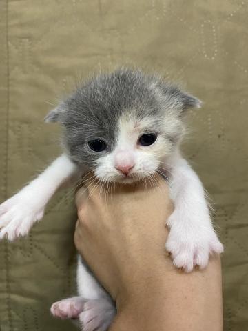 スコティッシュフォールド