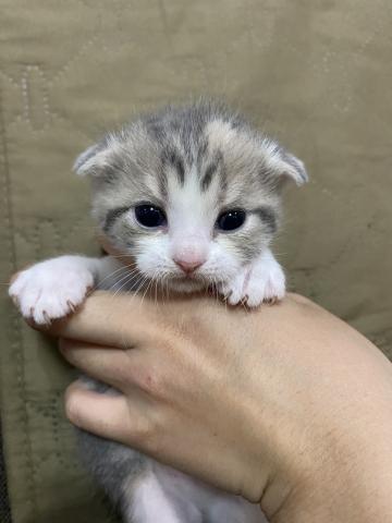 スコティッシュフォールド