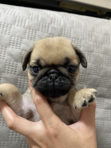 パグ