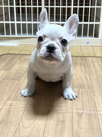 フレンチブルドッグ