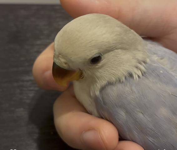 コザクラインコ