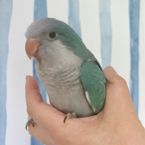 オキナインコ 　ブルー