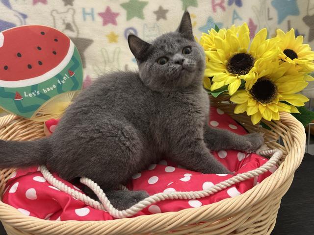ブリティッシュショートヘア【現在1.45kg✨】