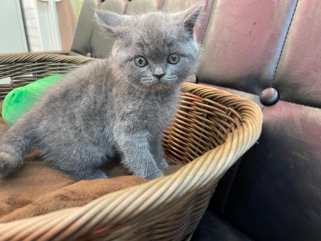 ブリティッシュショートヘア