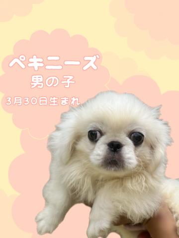 ペキニーズ