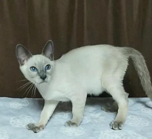 シャム