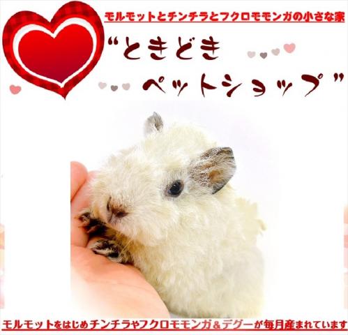 🐹テディモルモット