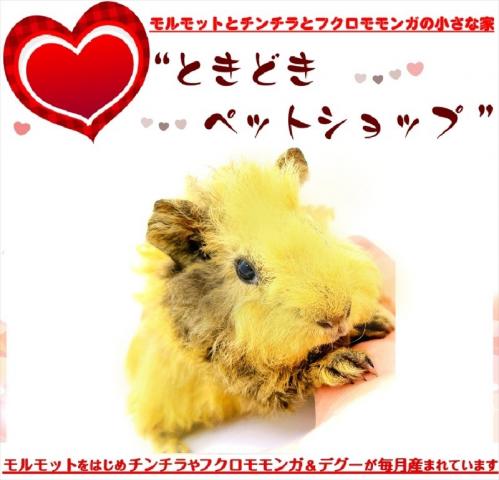 🐹テディモルモット