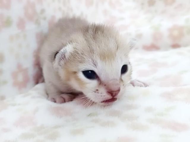 シンガプーラ
