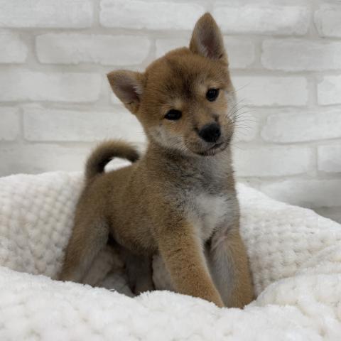 柴犬