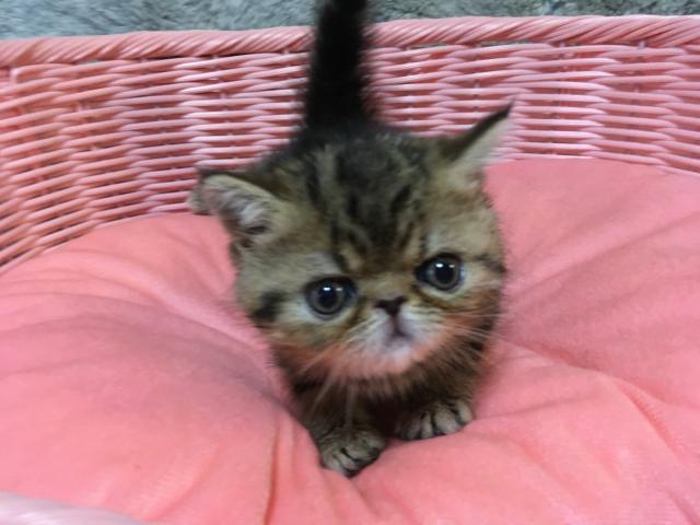 エキゾチックショートヘアー