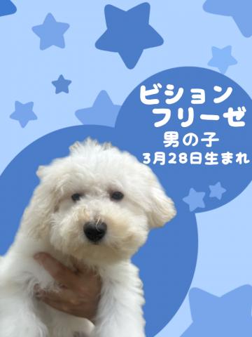 ビションフリーゼ