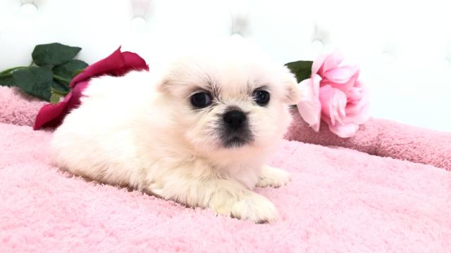 ペキニーズ