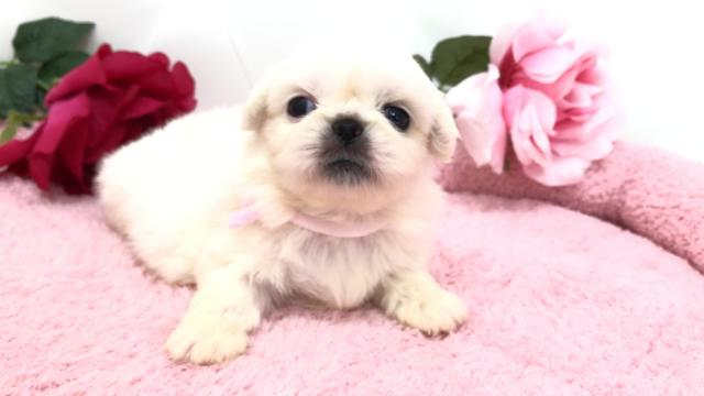 ペキニーズ