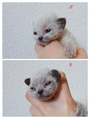 デボンレックス