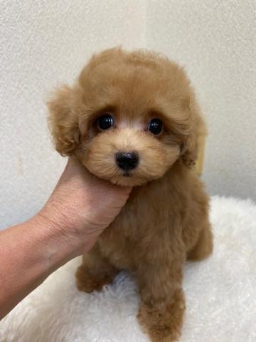 トイプードル