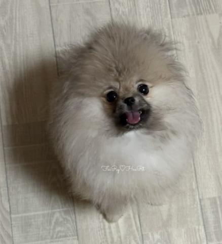 ポメラニアン