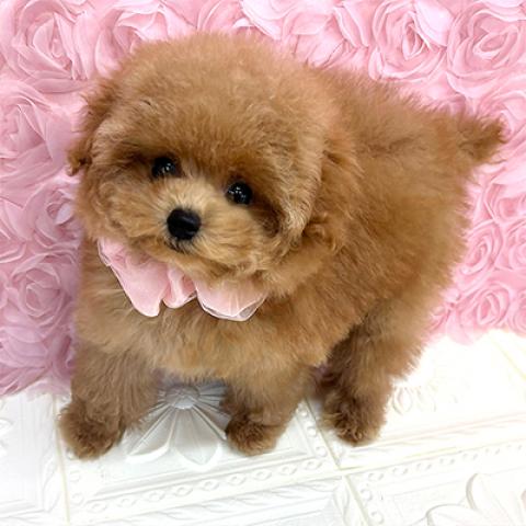 トイプードルティーカップサイズ