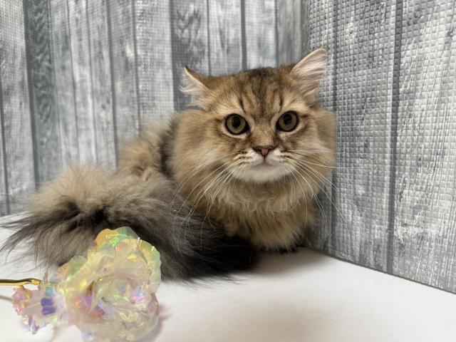 ペルシャ・ヒマラヤン