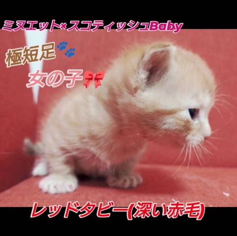 ミヌエット（旧ナポレオン）ミヌエット×スコティッシュ