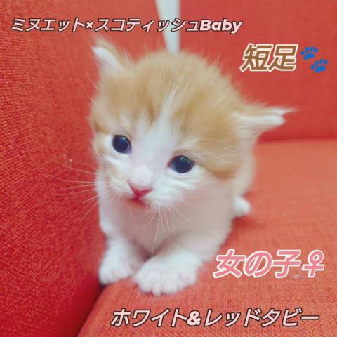 ミヌエット（旧ナポレオン）ミヌエット×スコティッシュ