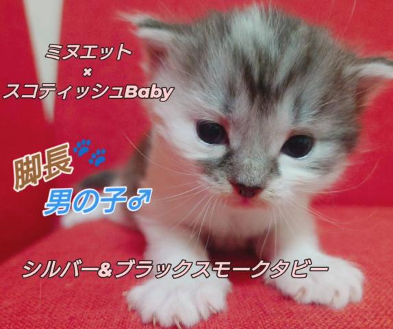 ミヌエット（旧ナポレオン）ミヌエット×スコティッシュ