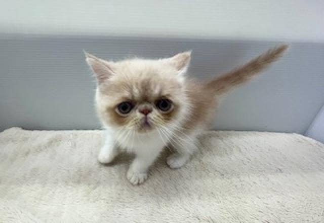 エキゾチックロングヘアー