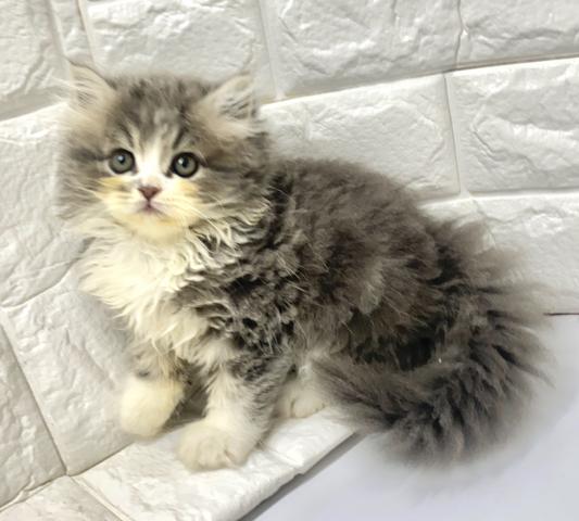 ペルシャ・ヒマラヤン