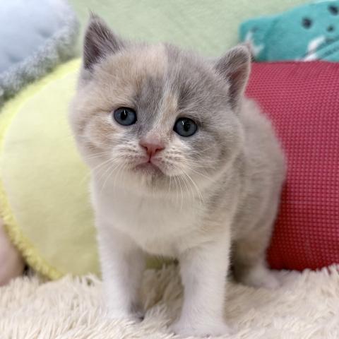 ブリティッシュショートヘア