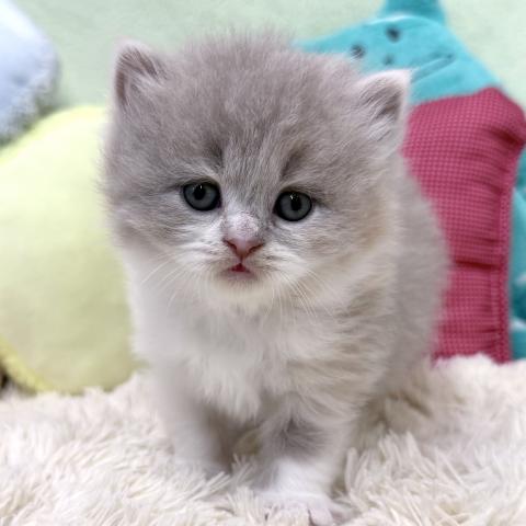 ブリティッシュショートヘア