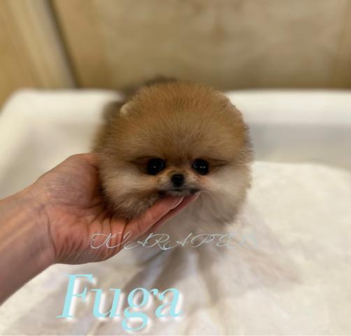 ポメラニアン