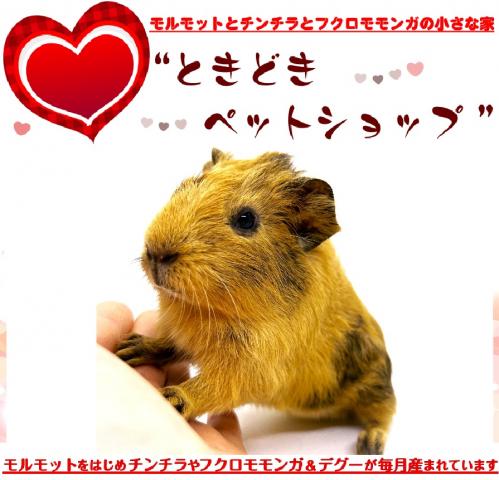 🐹アビシニアンモルモット