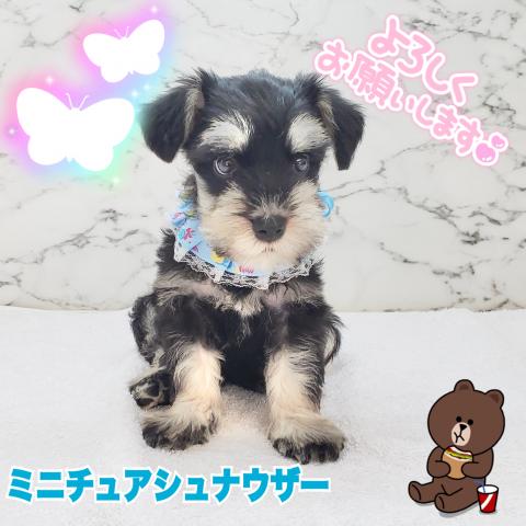 ミニチュアシュナウザー