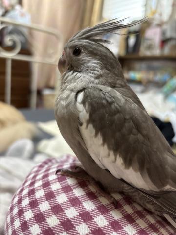 オカメインコ　WFノーマル