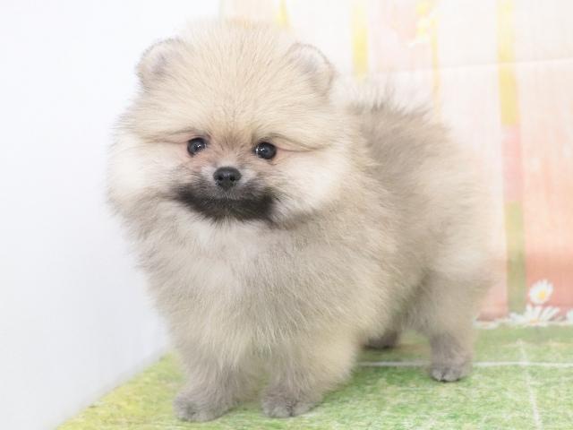 ポメラニアン