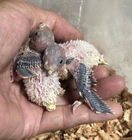 セキセイインコ